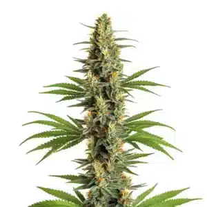 Bourgeon principal de Critical 20 riche en trichomes et pistils orangés.