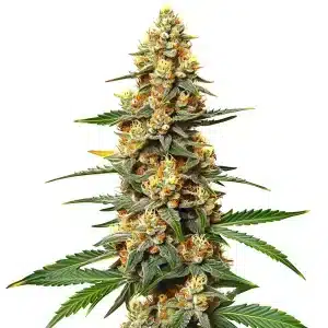 Fleur de marijuana Critical 47 avec pistils orange et bourgeons couverts de sucre.