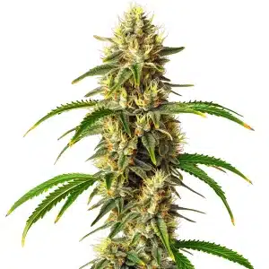 Plante de cannabis Critical Auto avec de grosses têtes résineuses et des pistils orange.