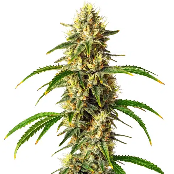 Critical Auto