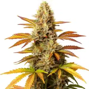 Fleur de cannabis Critical Banana aux pistils orange et aux trichomes denses.