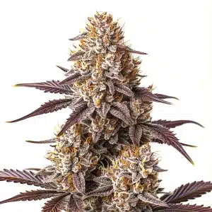 Plante de cannabis Critical Bilbo Auto avec des fleurs denses violettes et des pistils orange.