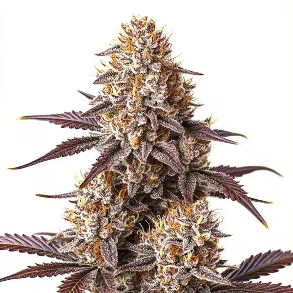 Critical Bilbo Auto