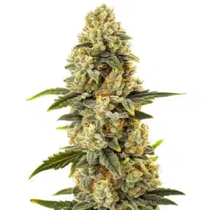 Critical Bilbo Fast Version cannabis plant with dense, resinous buds