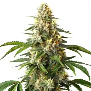 Plante Critical Blue avec des fleurs denses et résineuses.