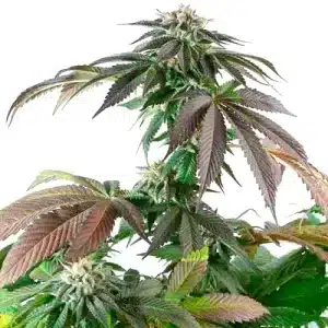 Grosse tête de Critical Bubba Kush avec trichomes scintillants.