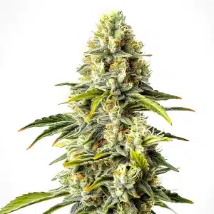 Plante de cannabis Critical Cheese Auto avec des fleurs résineuses et des pistils orange.