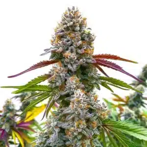 Grosse tête compacte de cannabis Critical Daddy Purple avec des tons violets et orangés