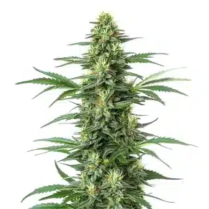 Plante de cannabis Critical Jack avec des bourgeons allongés et couverts de résine