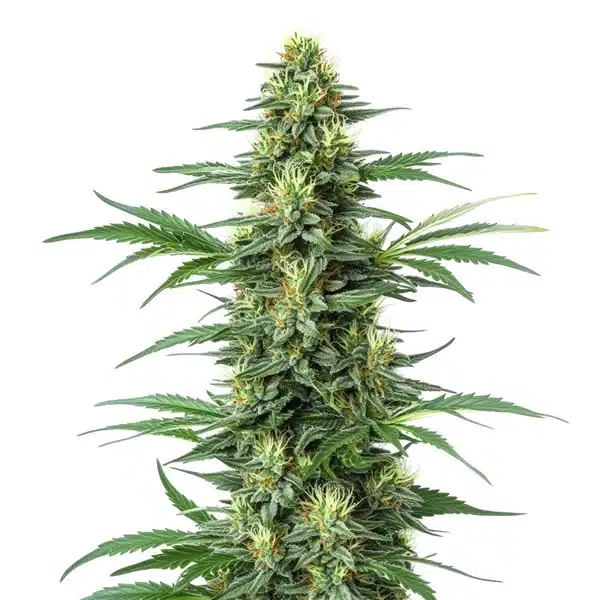 Critical Jack