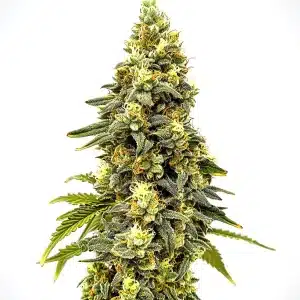 Plante de cannabis Critical Jack Auto avec des têtes denses couvertes de trichomes.