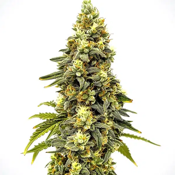 Critical Jack Auto