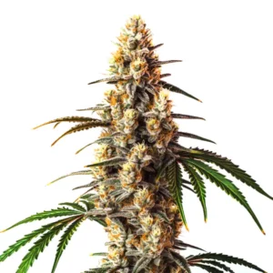 Bourgeon principal de cannabis Critical Kush avec des feuilles vert foncé et des pistils orange
