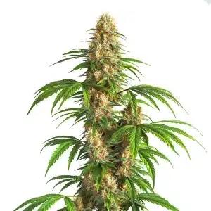 Plante de cannabis Critical Kush Auto avec de grandes fleurs résineuses et pistils orangés.