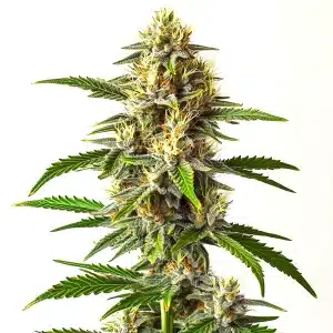 Critical Kush Auto combine la puissance de Kush avec la productivité de Critical, donnant naissance à une variété autoflorissante rapide et fiable. Ses têtes denses sont couvertes de résine et dégagent des arômes intenses de terre, de pin et d’agrumes. Avec un effet profondément relaxant, parfait pour la détente du corps et de l’esprit, elle est idéale pour les cultivateurs recherchant des récoltes généreuses et un cannabis puissant en un temps réduit.