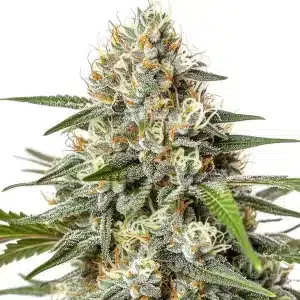 Tête de cannabis Critical Nicky Kush dense et recouverte de trichomes