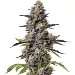 Fleurs violettes de cannabis Critical Purple Kush avec des pistils orange