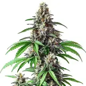 Critical Purple Kush x Bruce Banner Regular cannabis plant with dense purple buds and frosty trichomes.