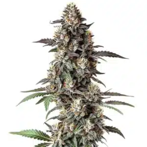 Critical Regular cannabis plant with compact green buds and orange hairs.