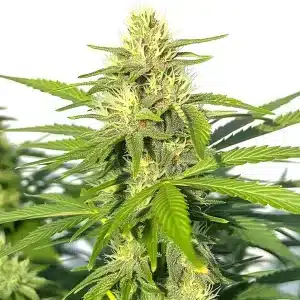 Colas de cannabis Critical Widow avec une abondance de trichomes brillants