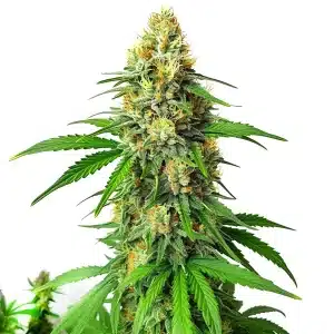 Plante de cannabis Critical x AK47 Auto avec de grosses têtes résineuses et des pistils orangés.