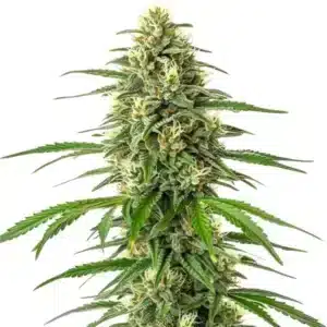 Plante de cannabis Critical x Amnesia avec des bourgeons allongés et résineux