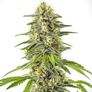 Bourgeons de cannabis Critical x Cheese Candy avec résine brillante et pistils orange