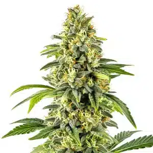 Critical x Cheese Candy Regular plant with frosty buds and sweet pungent aroma.