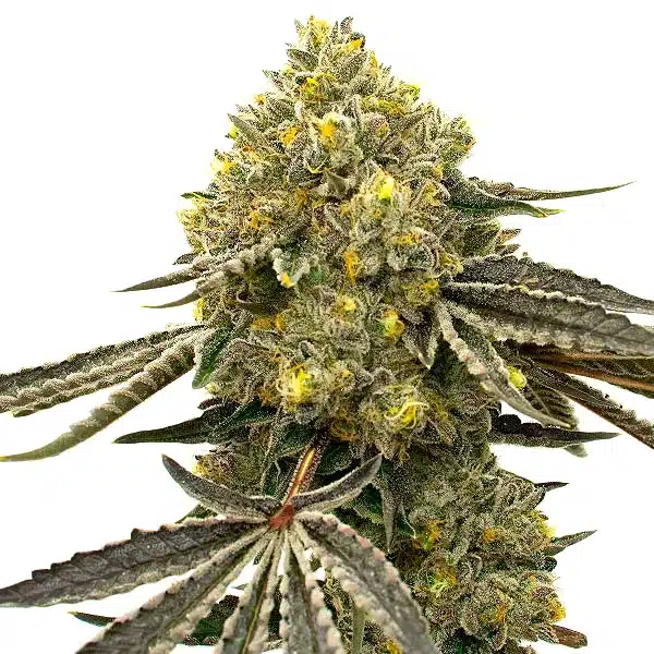 Critical x Fast Bud Auto