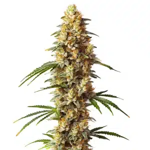 Plante de cannabis Critical x Gorilla G4 Auto avec de gros bourgeons compacts recouverts de trichomes.