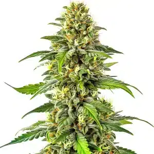 Plante de cannabis Critical x Green Crack avec des fleurs compactes et vert clair
