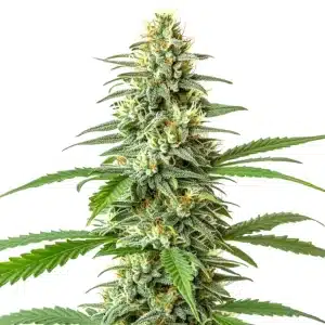 Plante de cannabis Critical x Mazar Auto avec des bourgeons denses couverts de résine.