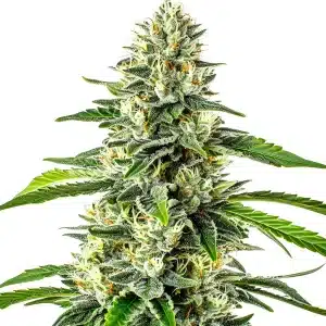 Critical x No Name Auto cannabis plant with dense buds and frosty trichomes