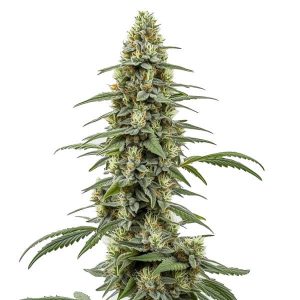 Critical x Northern Light Auto marijuana plant with compact buds and bright green leaves