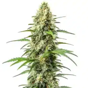 Plante de cannabis Critical x Somango en floraison dense et résineuse