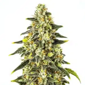 Grosse tête de cannabis Crystal recouverte de trichomes brillants