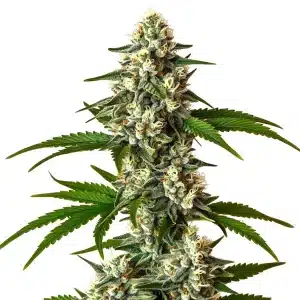 Crystal Candy Auto cannabis plant with frosty resin and sweet candy-like aroma