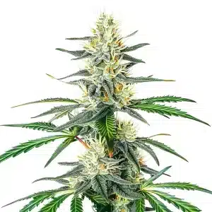 Plante de cannabis Dama Blanca avec des bourgeons denses et résineux