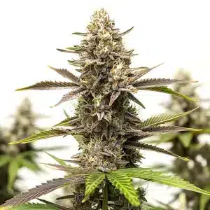 plante de cannabis Dark Devil Auto aux fleurs violettes