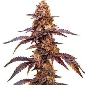 Dark Star Auto cannabis plant with dense purple buds and orange pistils