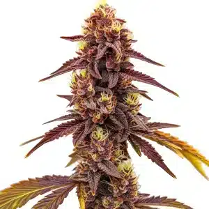 Dark Star Fast Version cannabis plant with purple hues and frosty resin