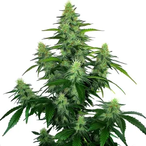 Deelite Auto cannabis plant with frosty green buds and thick resin production