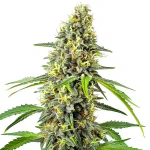Deimos Auto cannabis plant with dense buds covered in trichomes and orange pistils