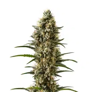 Devil XXL Autoflower cannabis plant with compact, resinous buds and orange pistils