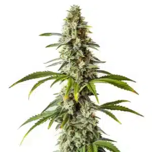 Plante de cannabis Diesel en pleine floraison avec des têtes collantes