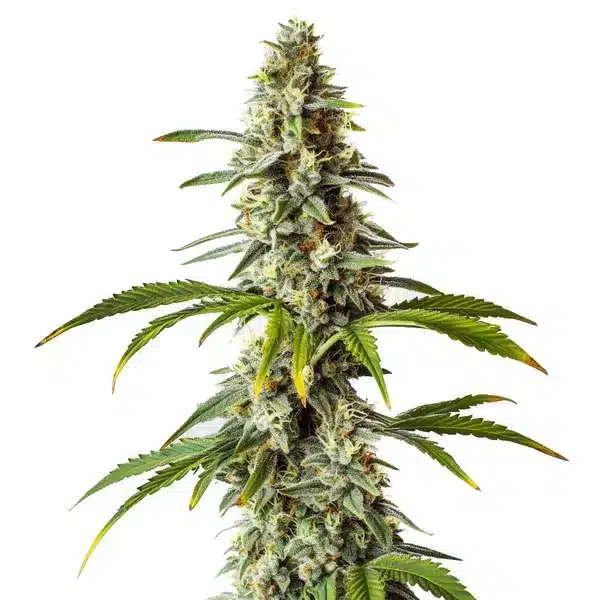 Diesel