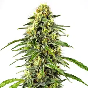 Diesel Autoflower cannabis plant with dense buds, resin coating, and bright orange pistils