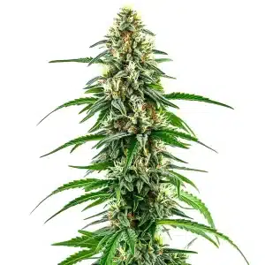 Diesel Regular cannabis strain with resinous buds and fuel-like aroma.