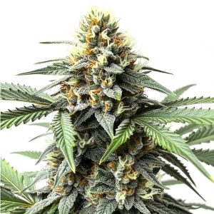 Do-Si-Dos Auto cannabis plant with frosty trichomes, compact buds, and orange pistils