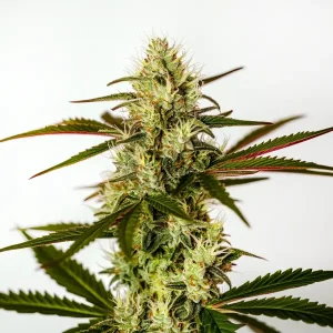 Plante de cannabis Do Si Dos Autoflower F1 avec des fleurs denses et résineuses.